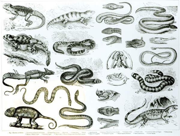 Эволюция змеи. Змеи до эволюции. Змеи в эволюционном древе. Эволюция змей схема.
