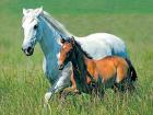 White Mare with brown Colt