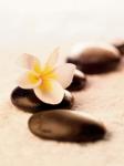 Towels, Flowers and Stones