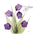 Believe Sandersonia H34