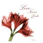 Amaryllis Quote