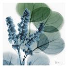 Lilly Of Eucalyptus