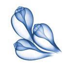 Blue Three Conch