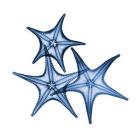 Blue Three Starfish