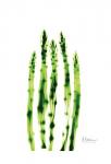 Asparagus Stock