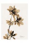 Aged Azalea