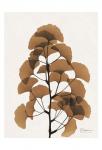 Aged Ginko