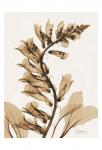 Aged Fox Glove