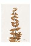 Aged Abelia
