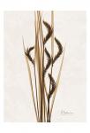 Aged Oat Grass
