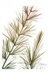 Autumn Sequoia
