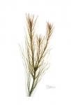 Autumn Botanical