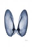 Angel Wings