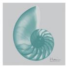Aquifer Sea Shell