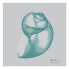 Aquifer Water Snail