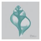 Aquifer Tulip Shell