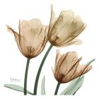 Autumn Tulips 1