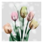 Awakening Tulips