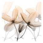 Bittersweet Clematis