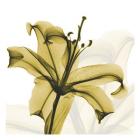 A Golden Lily
