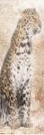 African Traveling  Animals