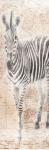 African Traveling  Animals Two