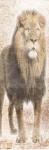 African Traveling  Animals Three