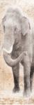 African Traveling  Animals Elephant