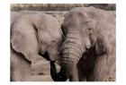 African Embrace