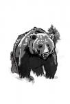 Black Bear
