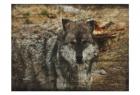 Alfa Wolf