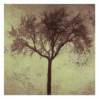 A Tree Silhouette