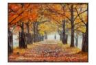 Amber Trail 1