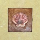 Sea Shell