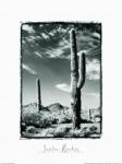 Saguaro Organ Pipe