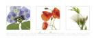 Garden Flowers I