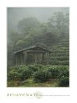 Rejuvenate - Tea Plantation