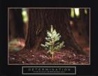 Determination - Little Pine