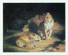 Pair Of Leopards