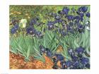 Irises, 1889