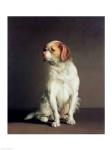 Portrait of a King Charles Spaniel