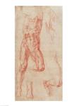 W.13r Study of a male nude, stretching upwards