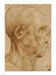 Caricature of the head of an old man, in profile to the right, c.1507