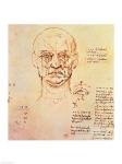 Studies of the Proportions of the Face and Eye