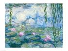 Waterlilies, 1916-19