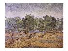 Olive Orchard, Violet Soil