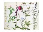 Eight Studies of Wild Flowers