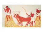 Using cows to trample wheat, from the Tomb of Menna