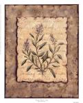 Vintage Herbs-Sage