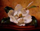 Magnolia Glow I